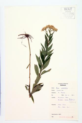 parasol whitetop specimen